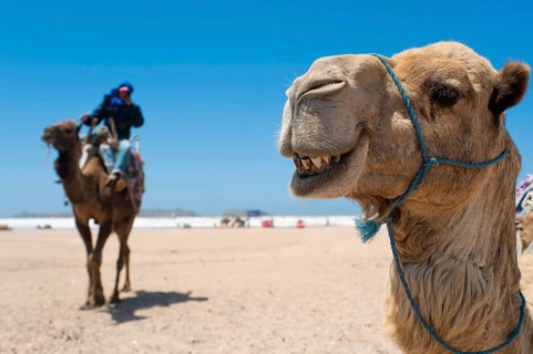 Dromedary (Camelus dromedarius), Arabian camel in head portrait, head, animal, farm animal, detail,