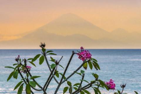 Frangipani (Plumeria) with view from Lombok to Bali, plant, shrub, flora, garden, botany,