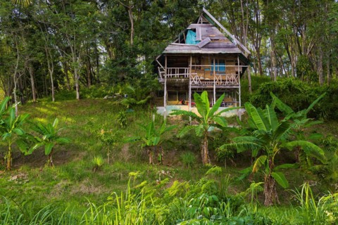 Dilapidated wooden house, property, palm, forest, asian, nature, lonely, live, renovate, neglected,