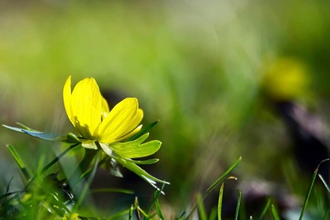 Winter aconites (Eranthis hyemalis), Germany, Europe