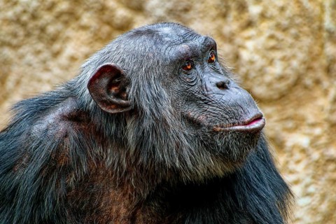 Animal portrait, western chimpanzee (Pan troglodytes verus), captive, distribution central and