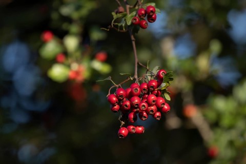 Hawthorn (Crataegus monogyna) tree red berries on a branch in the autumn, Suffolk, England, United