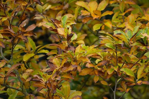 Magnolia (Magnolia spp.) tree with yellow leaves in the autumn, Suffolk, England, United Kingdom,