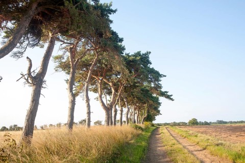 A line of Scots pine trees marking an field boundary in the countryside, Shottisham, Suffolk,