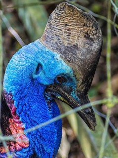 Cassowary portrait at the zoo in Malaysia