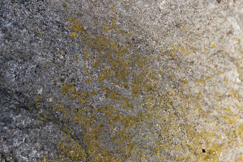 Texture of a boulder with moss and lichen