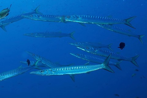 School of fish, group, school of barracuda (Sphyraena sphyraena) in the Mediterranean Sea near
