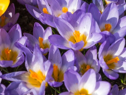 Crocuses blooming in the botanical garden in spring