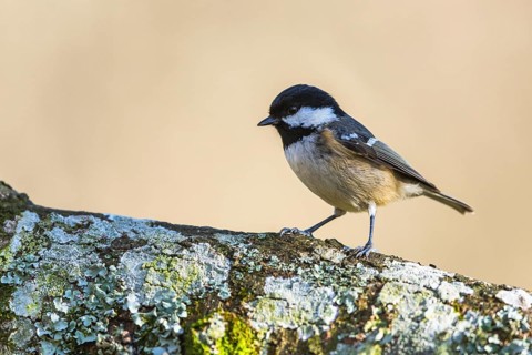 Coal Tit, Periparus ater, bird in forest at winter sun