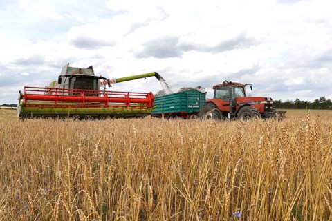 Combine harvester harvesting grain on an organic farm, Müncheberg, 28/07/2020