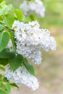 Blooming lilac in the botanical garden in spring