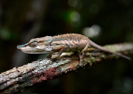 Male chameleon (Calumma uetzi) in the rainforests of Marojejy National Park in north-east