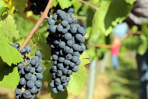 Grape grape harvest: Hand-picking Pinot Noir grapes in the Palatinate