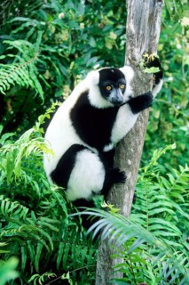 Crown sifaka, Madagascar, Coquerels crown sifaka, Prophitecus verreauxi coquereli, Madagascar,
