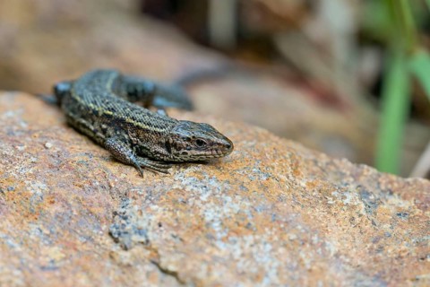 Viviparous lizard (Zootoca vivipara), Bavaria, Germany, Europe