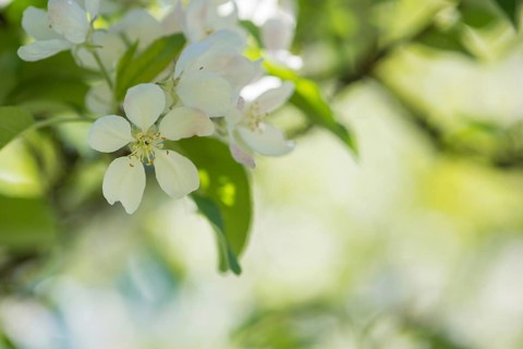 Delicate white blossoms of a fruit tree in focus, blurred, soft, gentle green background light,