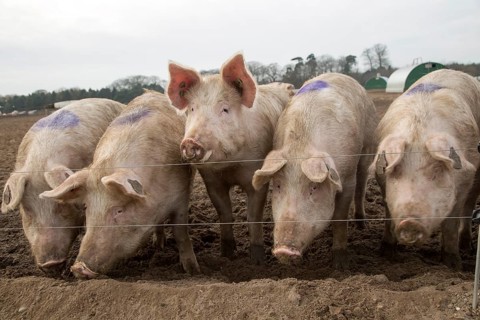 Free range pig farming pork production Shottisham, Suffolk, England, UK