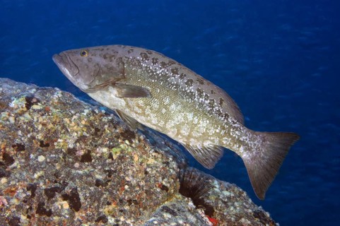 Atlantic Island Grouper (Mycteroperca fusca) Crested Grouper Macaronesian Grouper swimming over