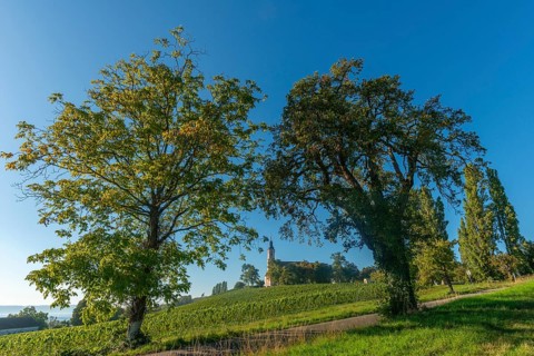 Viticulture on the hillside, Birnau pilgrimage church, Uhldingen-Mühlhofen, Lake Constance,