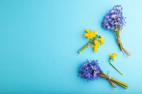 Spring snowdrop flowers bluebells, narcissus on blue pastel background. top view, flat lay, copy