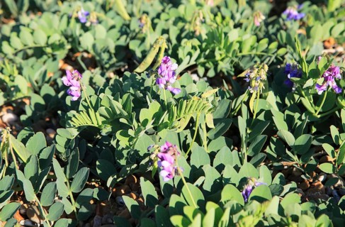 Sea Pea plant, Lathyrus japonicus, growing on beach at Shingle Street, Suffolk, England, UK