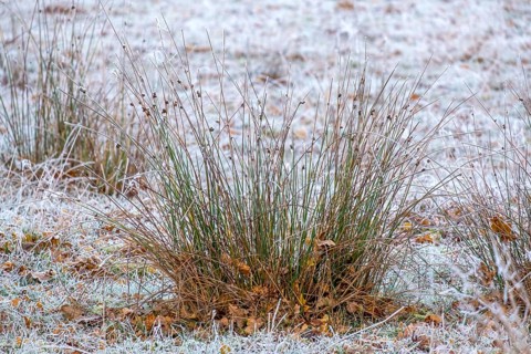 Rushes (Juncus) with hoarfrost, Zwillbrocker Venn nature reserve, Vreden, Münsterland, North