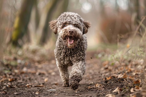 Lagotto Romagnolo dog running in forest. Generative Ai, AI generated