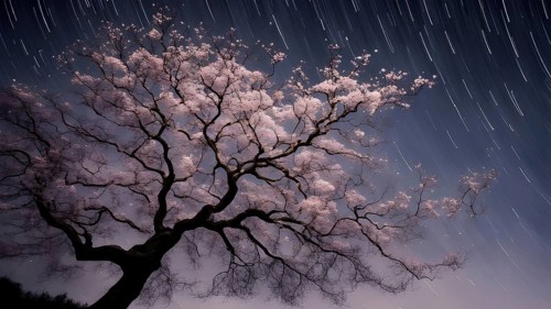 Sakura tree blossoming with pink petals and branches reaching towards a star studded night sky, AI