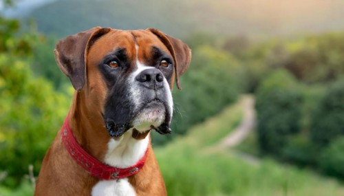 Pets, Dog, German Boxer, AI-generated, AI generated