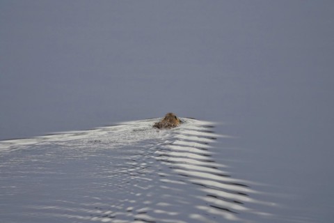 Nutria in a lake, March, Saxony, Germany, Europe