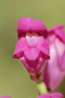 Large common snapdragon (Antirrhinum majus), flower, Provence, southern France