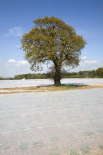 Oak tree with fleece sheets on field