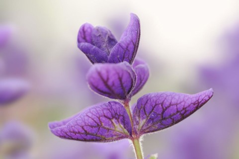 Crested sage (Salvia viridis, Salvia horminum), North Rhine-Westphalia, Germany, Europe