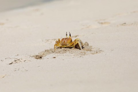Horn-eyed Ghost crab (Ocypode brevicornis) digging in the sand at Marari Beach or Strand,