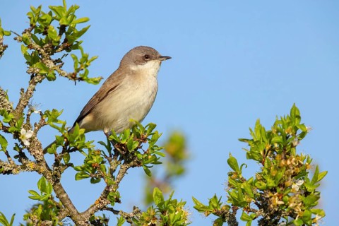 Lesser whitethroat (Sylvia curruca), perch, Quirnheimer Berg, Bad Dürkheim district,