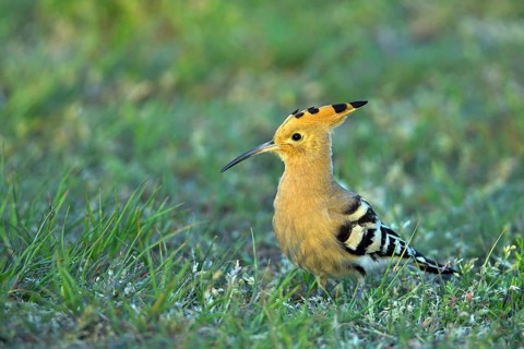 Hoopoe, (Upupa epops), on a perch, family Hoopoes, early raptors, Hides de El Taray / Lesser