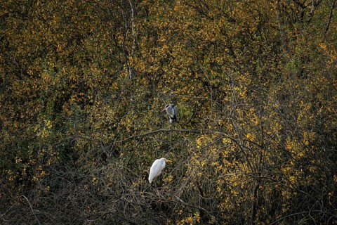 Great blue heron (Ardea herodias) and great egret (Ardea alba) lingering together on branches on