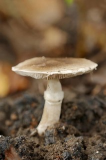 Ringed earth knightling or belted earth knightling (Tricholoma cingulatum), North Rhine-Westphalia,