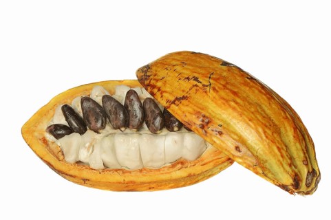 Cocoa tree (Theobroma cacao), halved cocoa fruit with pulp and cocoa beans