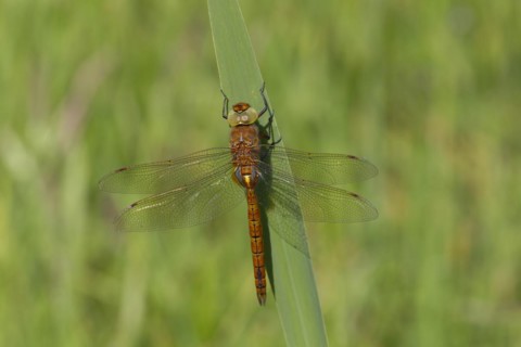 Norfolk hawker (Aeshna isoceles) dragonfly resting on an Iris plant leaf, Norfolk, England, United