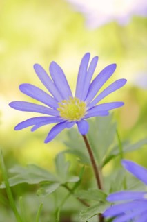 Blue anemone (Anemone apennina), flower, garden plant, North Rhine-Westphalia, Germany, Europe