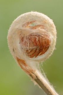 Cinnamon fern (Osmundastrum cinnamomeum, Osmunda cinnamomea), leaf emergence in spring, ornamental