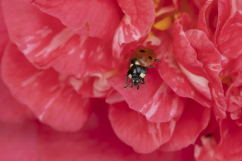 Seven-spot ladybird (Coccinella septempunctata) adult insect on a pink garden Camellia flower in