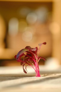 Fresh amaranth sprouts on wooden background under sunlight