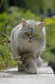 Persian cat, long-haired cat