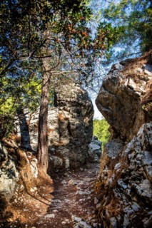 Trees in the forest, Epta Piges - The Seven Springs, Rhodes