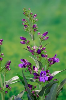 Upright bearded thread (Penstemon strictus), flower, flowering, Germany, Europe