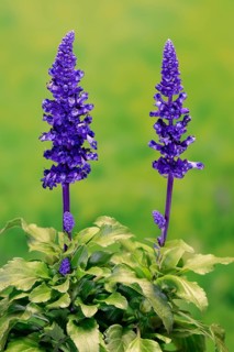 Mealycup sage (Salvia farinacea), flowering, Elllerstadt, Germany, Europe