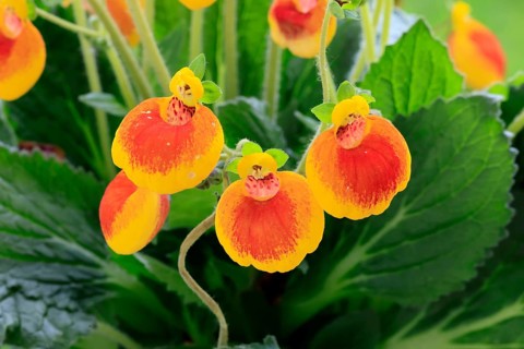 Slipper flower (Calceolaria Hybride), flowering, Elllerstadt, Germany, Europe