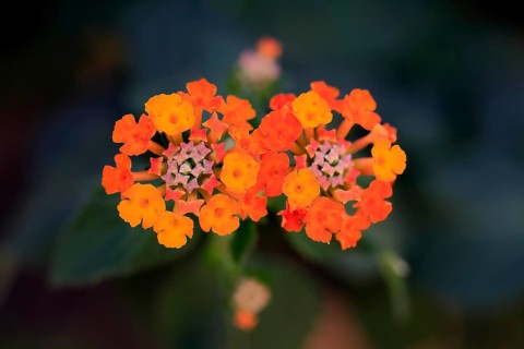 Spanish flag (Lantana camara), blooming, flower, Elllerstadt, Germany, Europe